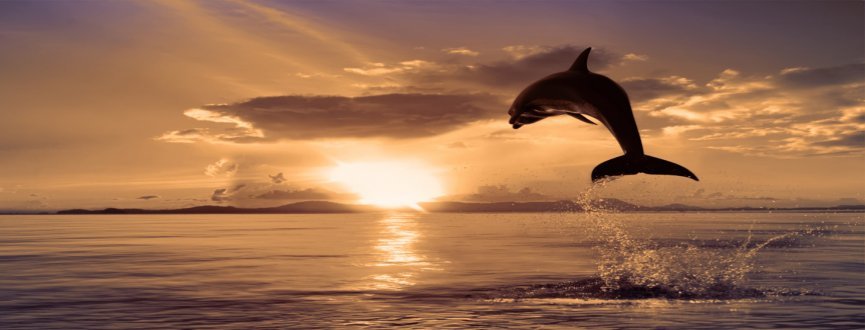 5-Dolphin2